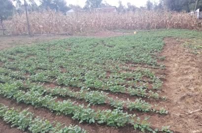 Lucrative land for Sale Karen